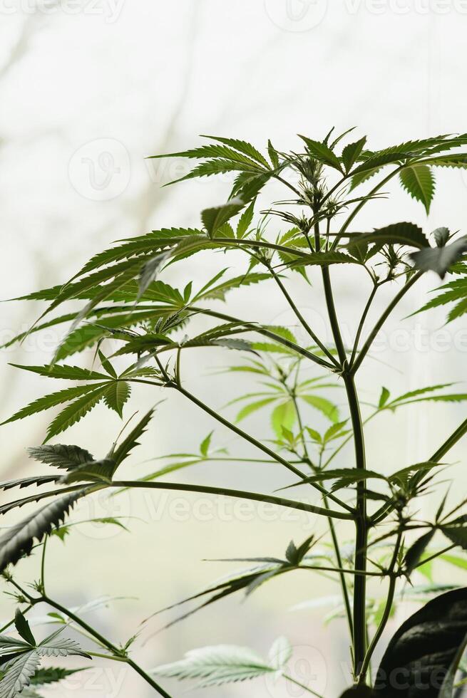 SoG hemp cultivation technique. Growing pot in groutent. Vegetative stage of marijuana growth. Medical marijuana. Background of cannabis leaves. A large amount of marijuana. Growing cannabis indoors photo