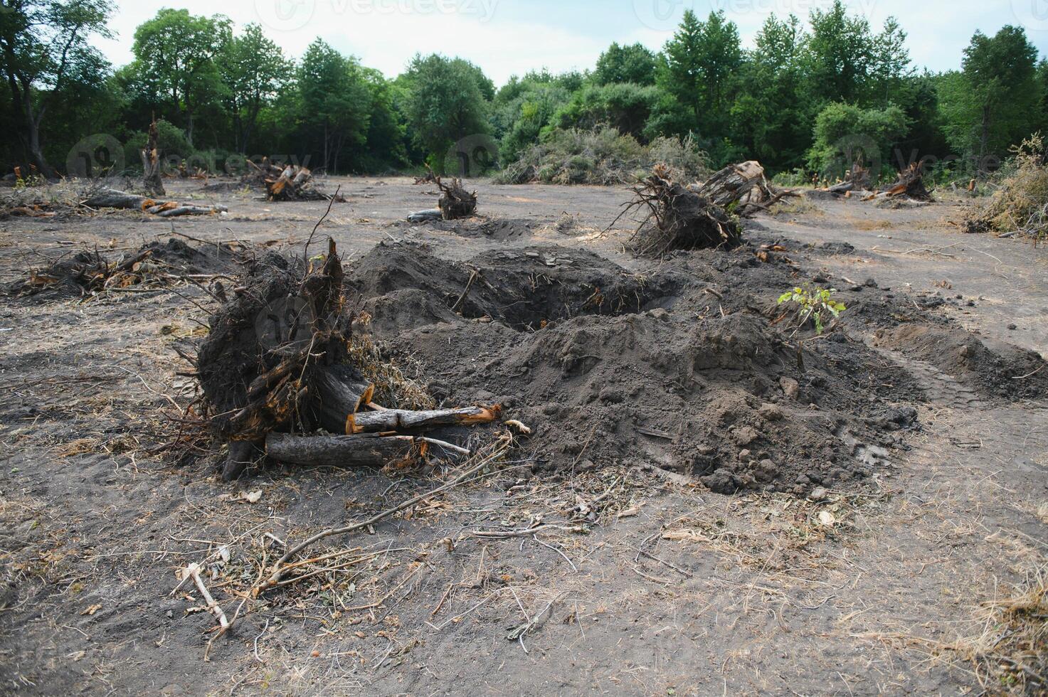 the concept of nature protection. Deforestation. photo