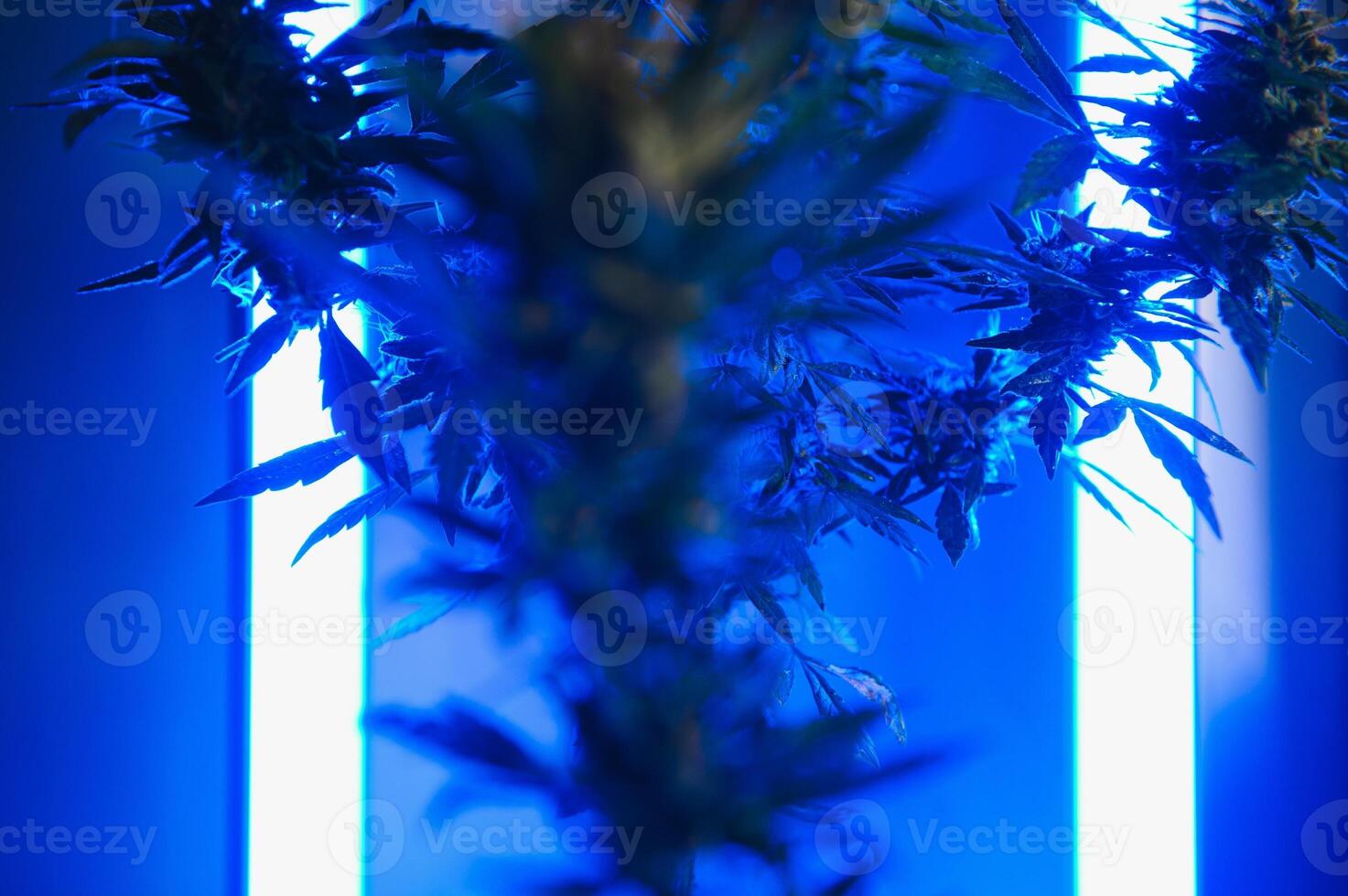 Cannabis Marijuana Leaf Background. Aesthetic beautiful medical marijuana leaves. Long banner with big purple cannabis leaf in colored light. Colorful hemp background photo