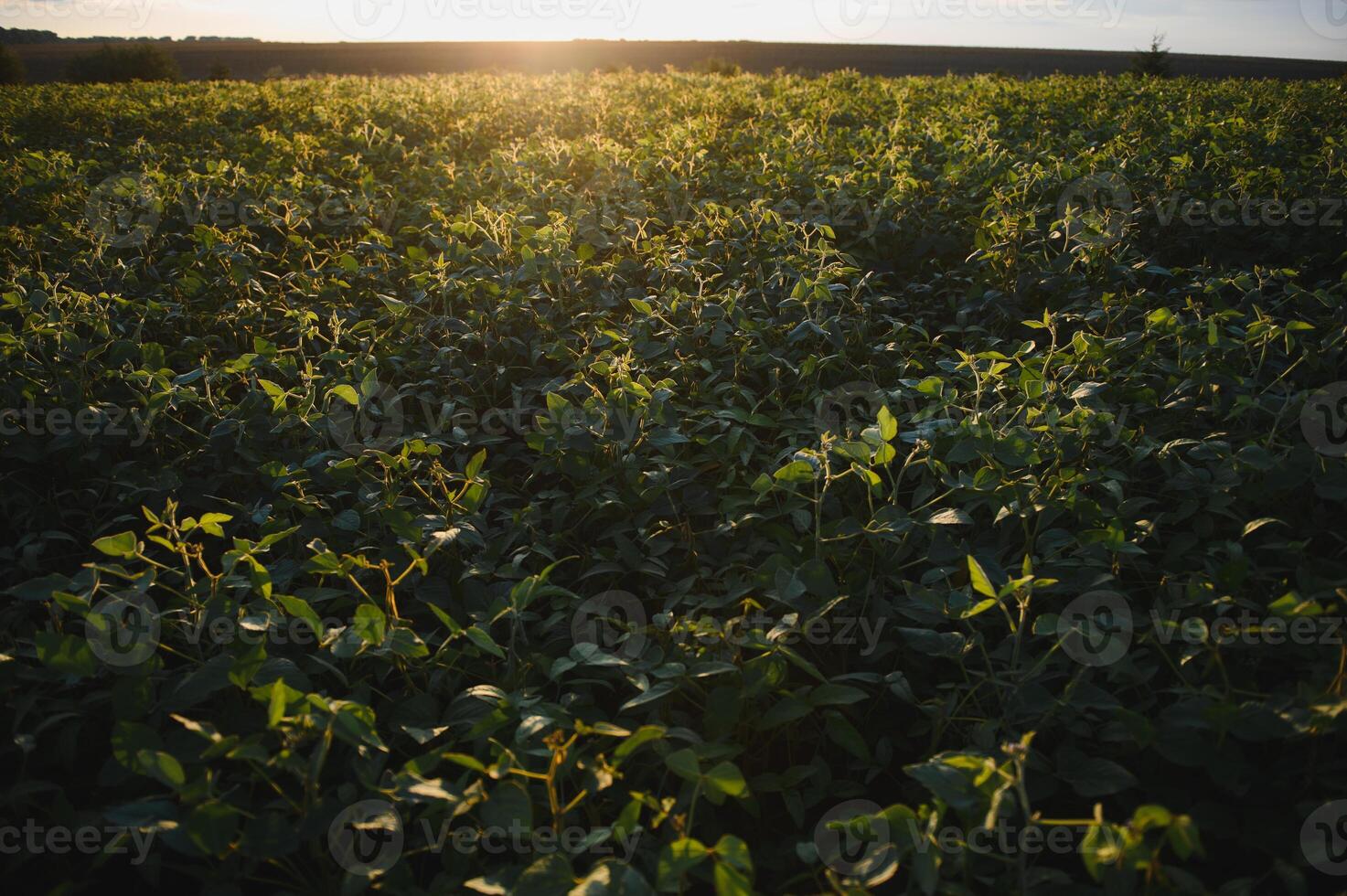 Closeup of green plants of soybean on field photo