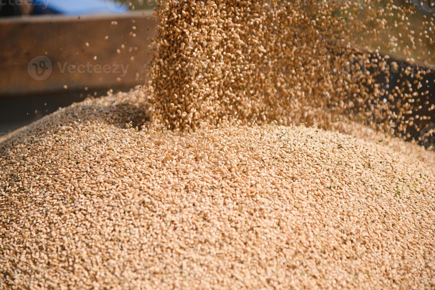 Close up view of combine harvester pouring a tractor-trailer with grain during harvesting. photo