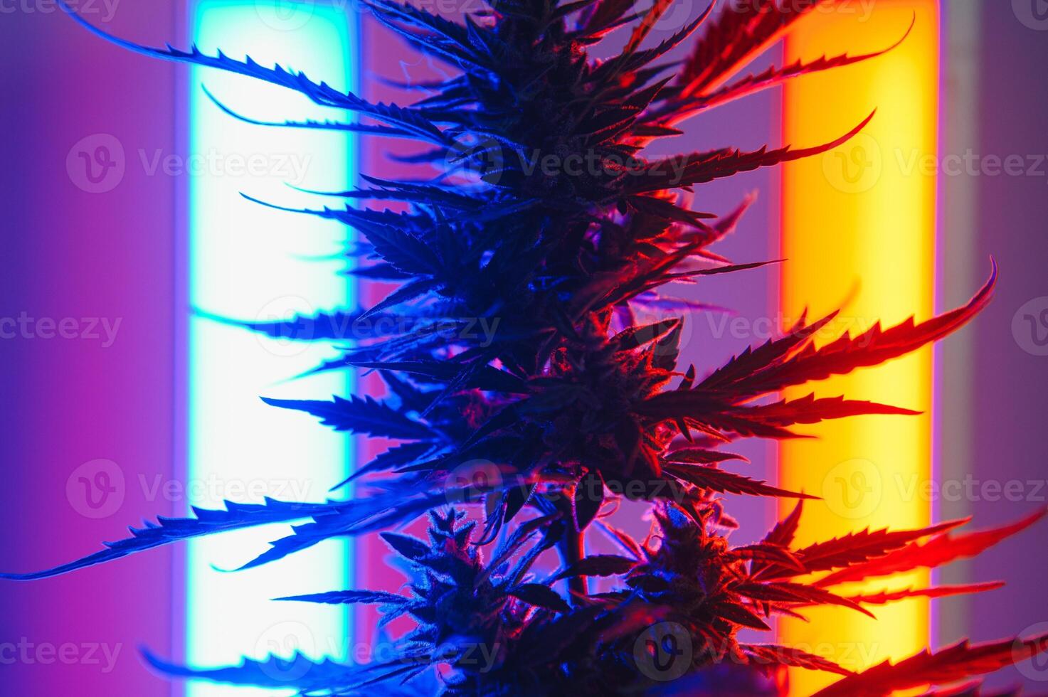 Cannabis Marijuana plant in Vaporwave deep purple neon style. Medical plant of Cannabis or Hemp with flowering buds and ultraviolet light. Blooming vegetative bush with crystal trichomes photo