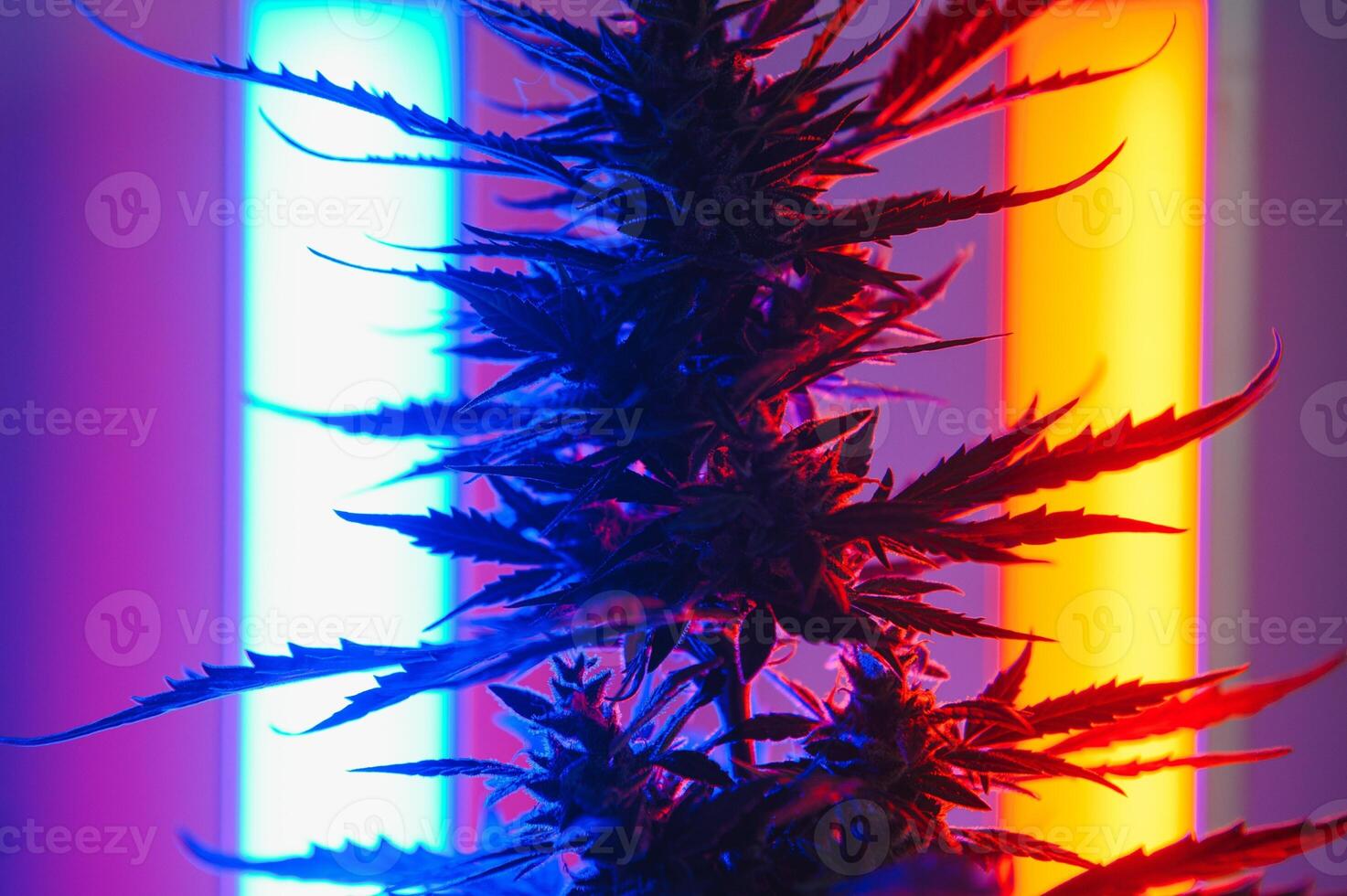 Cannabis Marijuana plant in Vaporwave deep purple neon style. Medical plant of Cannabis or Hemp with flowering buds and ultraviolet light. Blooming vegetative bush with crystal trichomes photo