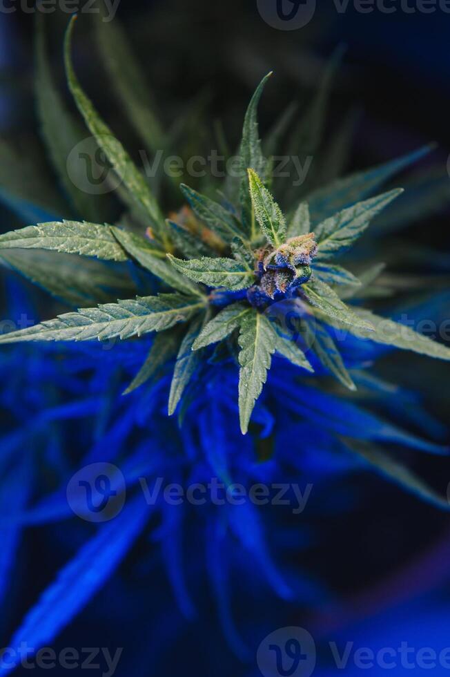 cannabis plant with big leaves and flowering bud. Medical Marijuana plant. Aesthetic look on agricultural strain of marijuana hemp photo