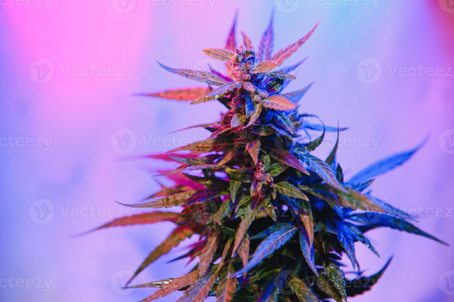 Marijuana medicinal plant in light pastel colors. A hemp bush with a creamy pink purple light and a blue-green tint. Fresh new look art style of alternative medicinal marijuanna in fluorescent light. photo