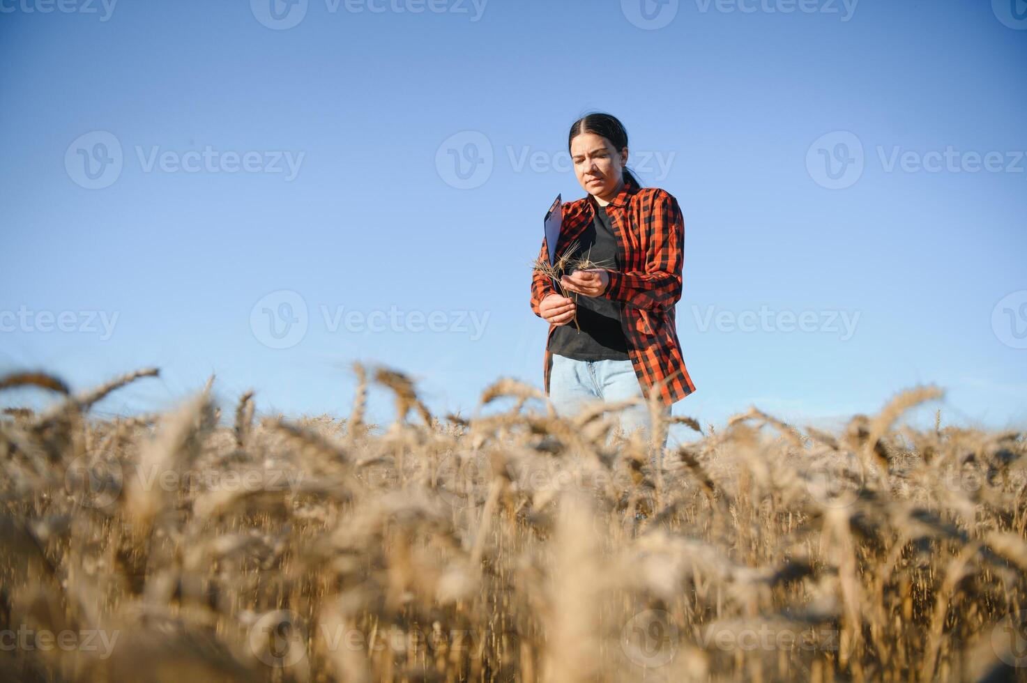 Woman farmer agronomist working in grain field and planning income of harvest. Female examining and checking quality control of produce wheat crop. Agriculture management and agribusiness photo