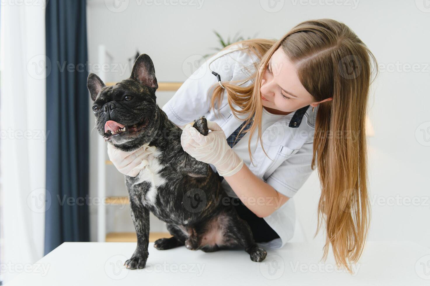 Veterinarian woman examines the dog and pet her. Animal healthcare hospital with professional pet help photo