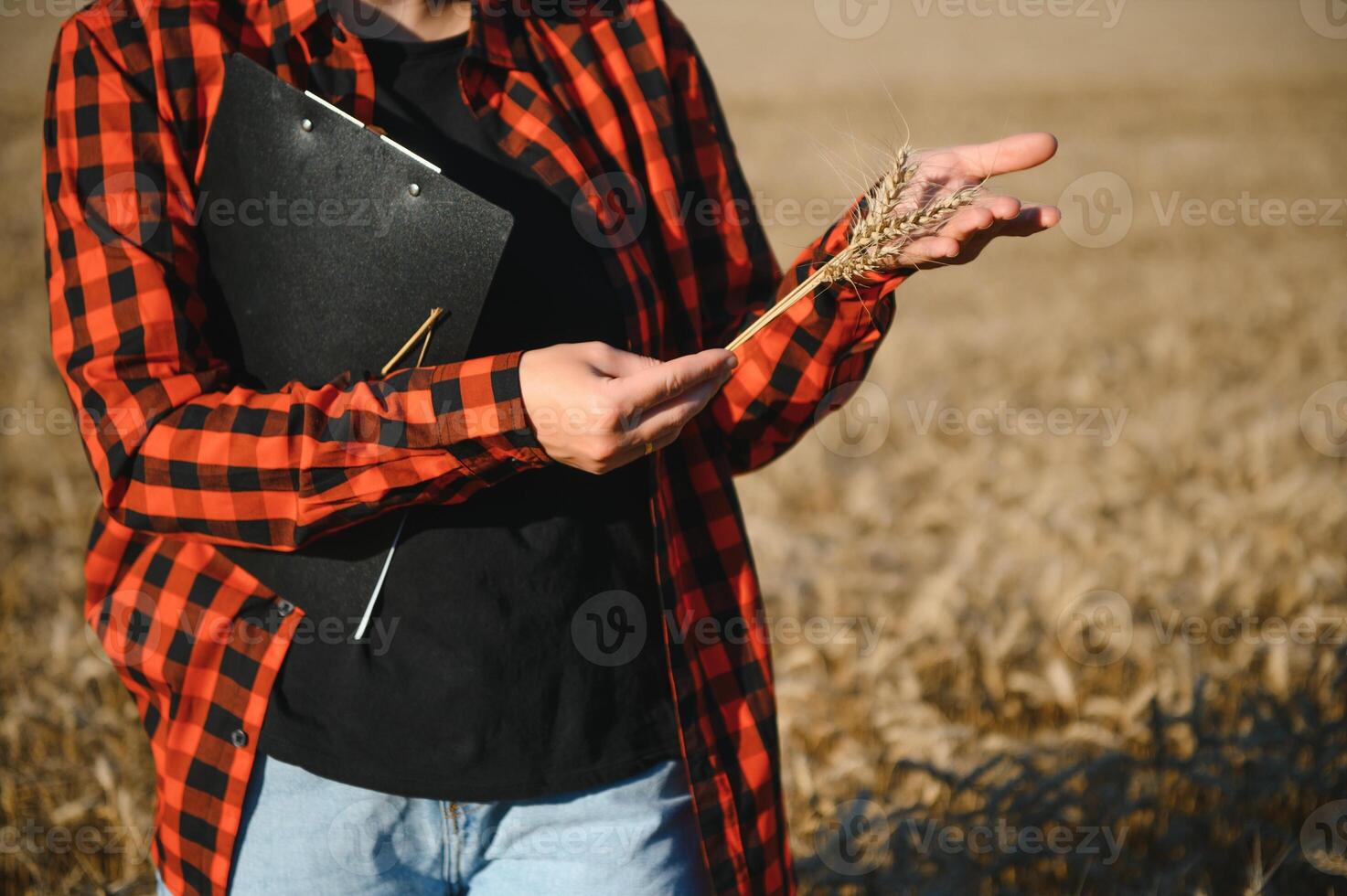 mujer granjero agrónomo trabajando en grano campo y planificación ingresos de cosecha. hembra examinando y comprobación calidad controlar de Produce trigo cultivo. agricultura administración y agronegocios foto