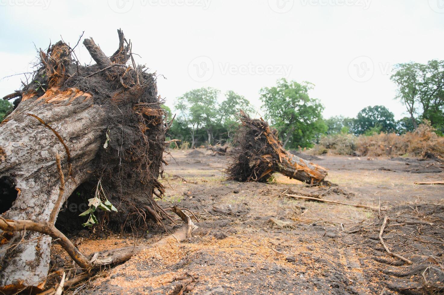 Deforestation, Destruction of Deciduous Forests. Damage to Nature. Europe photo