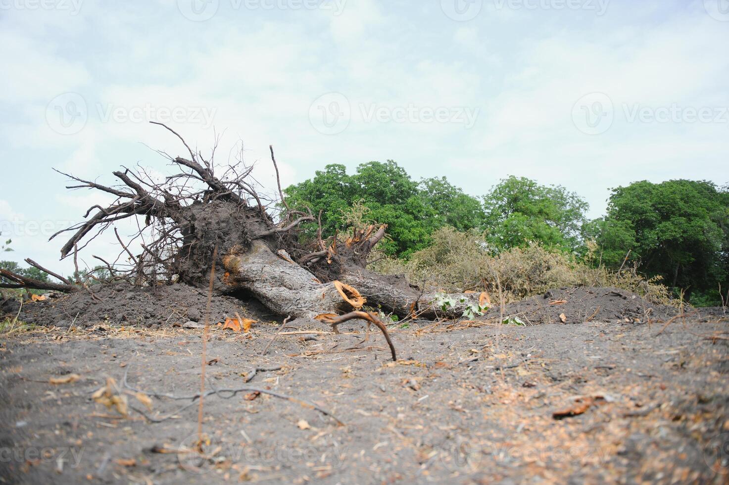 Deforestation concept. Stump of tree after cutting forest. photo