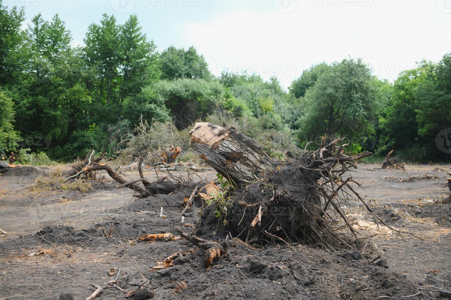 Deforestation environmental problem, rain forest destroyed for oil palm plantations photo