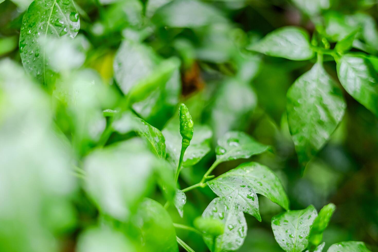 Rain falls on green chili leaves photo