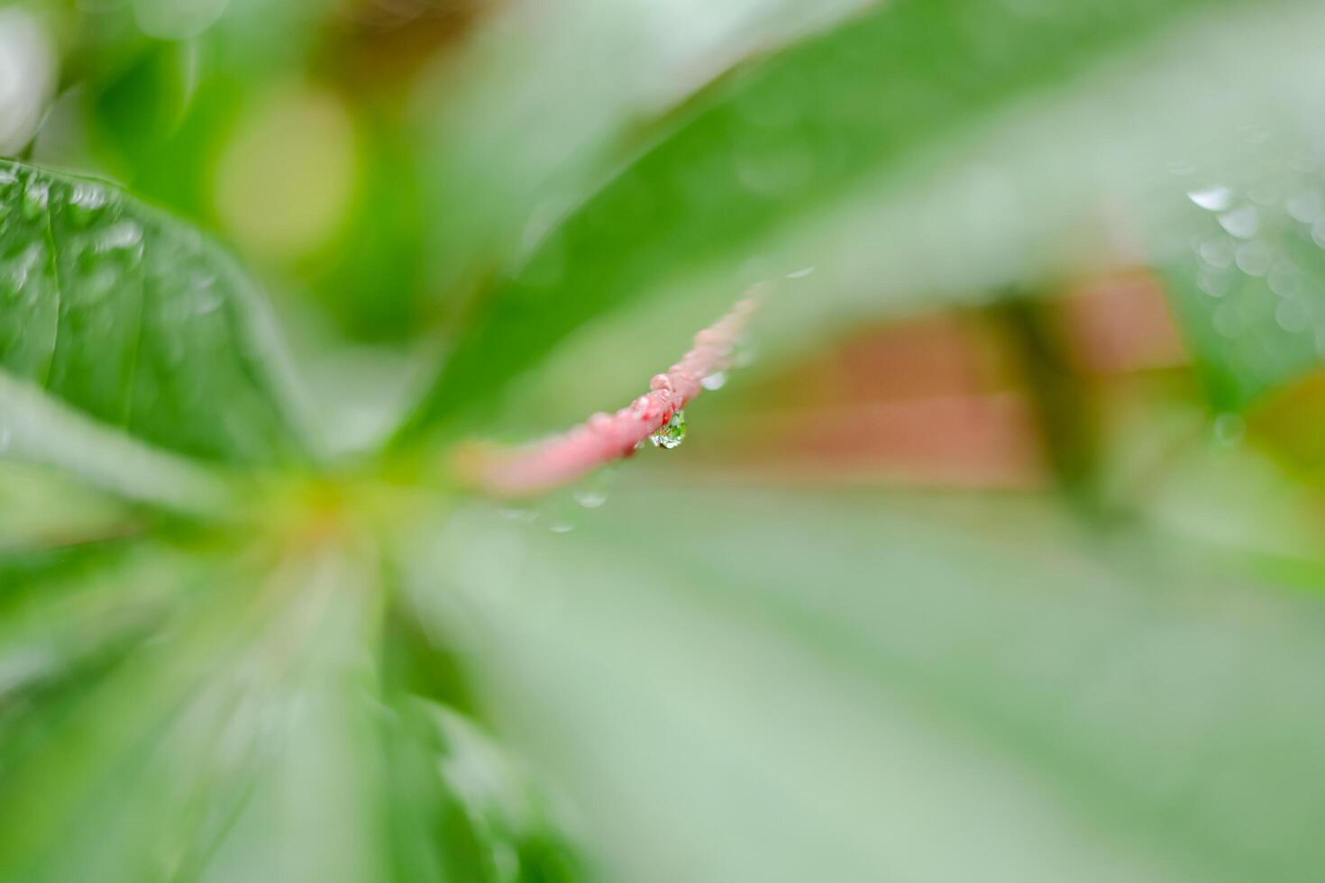 Rain falls on green leaves photo