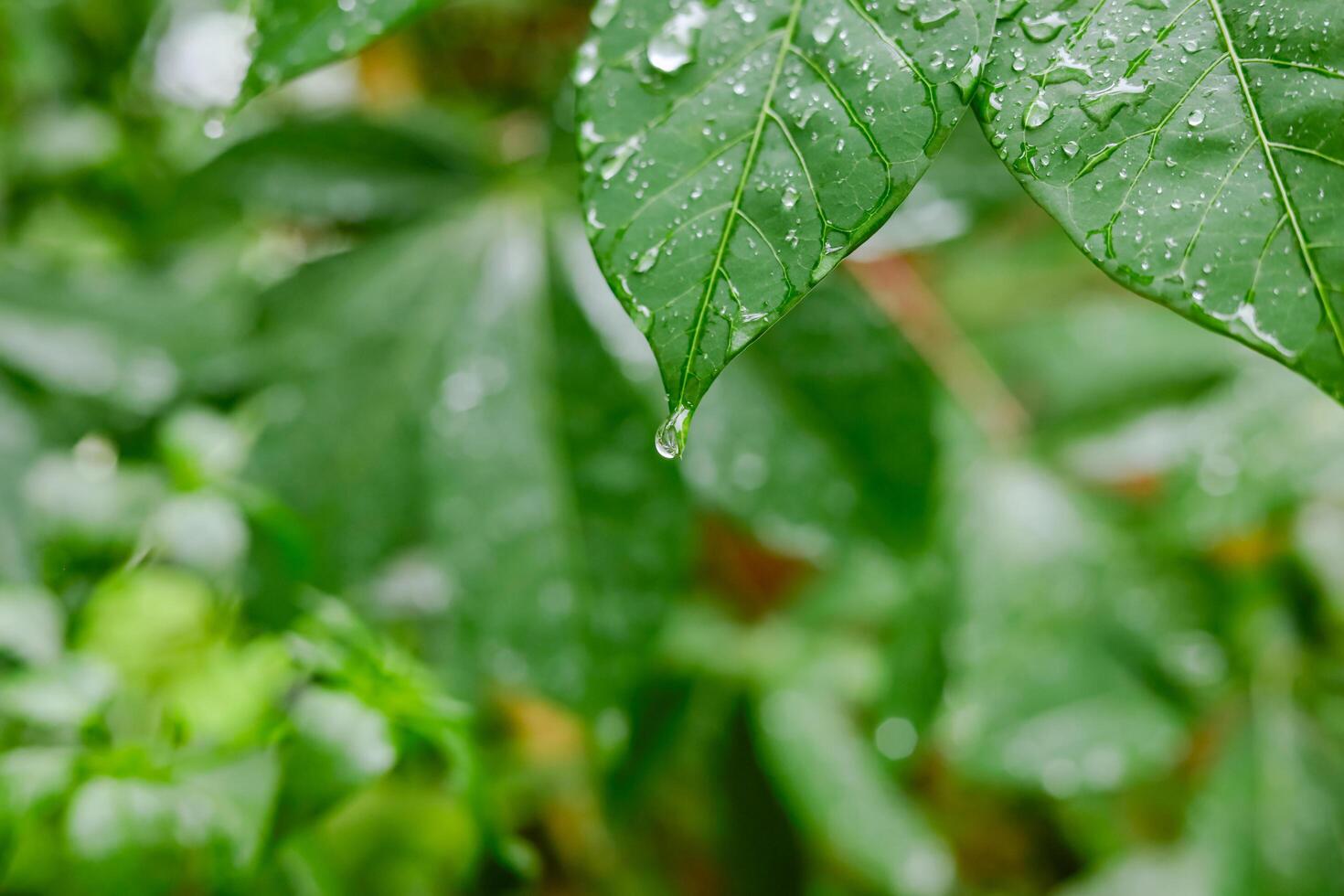 Rain falls on green leaves photo