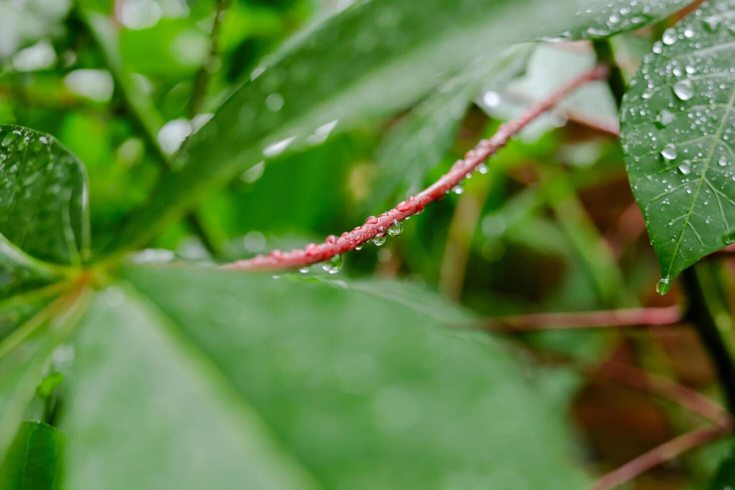 lluvia caídas en verde hojas foto