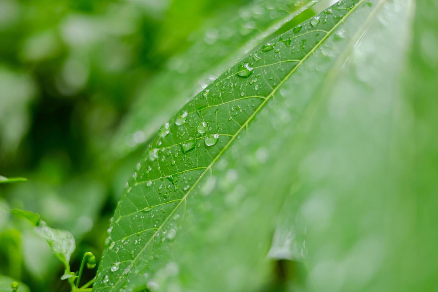 Rain falls on green leaves photo