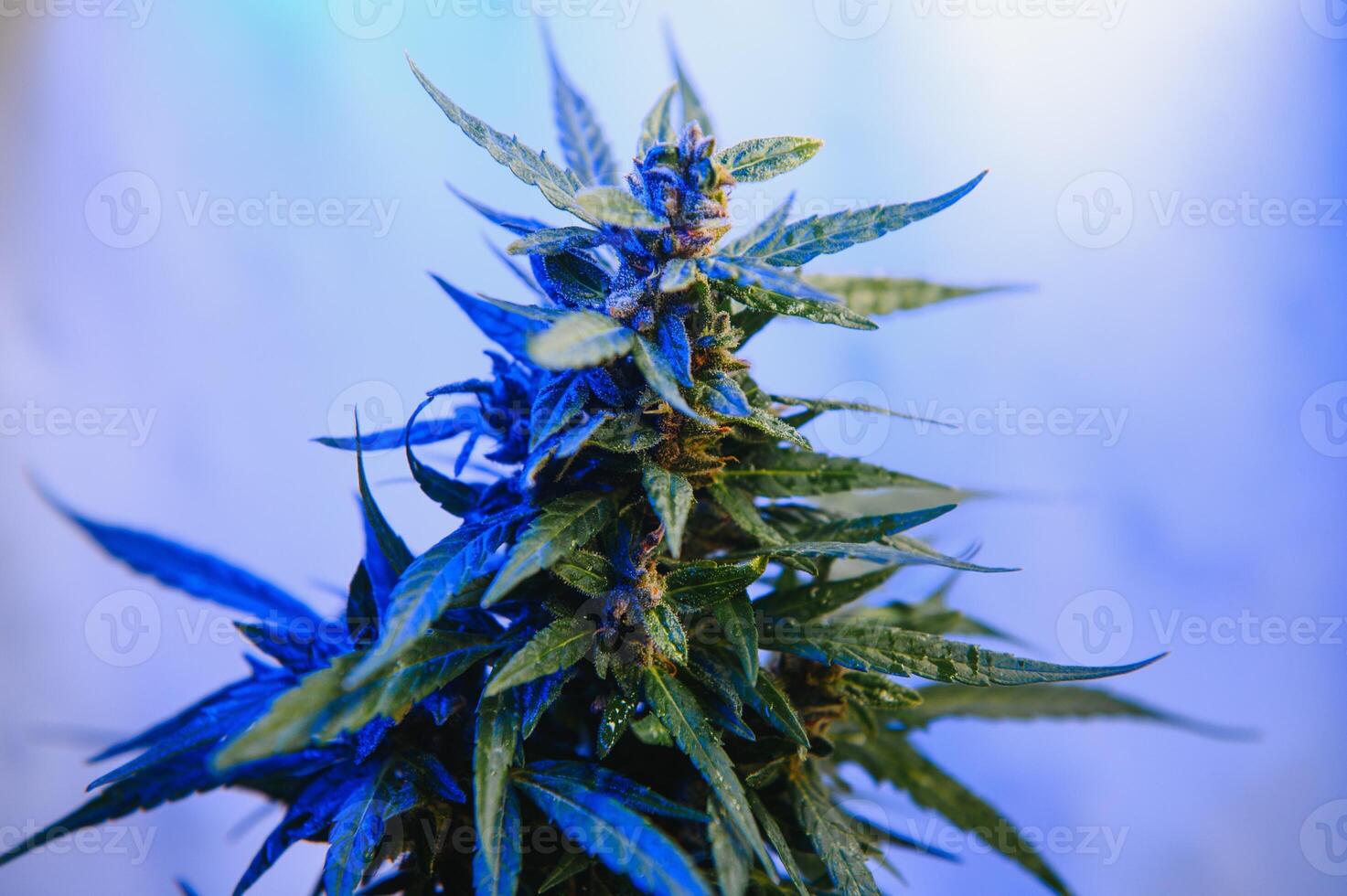 Marijuana medicinal plant in light pastel colors. A hemp bush with a creamy pink purple light and a blue-green tint. Fresh new look art style of alternative medicinal marijuanna in fluorescent light. photo