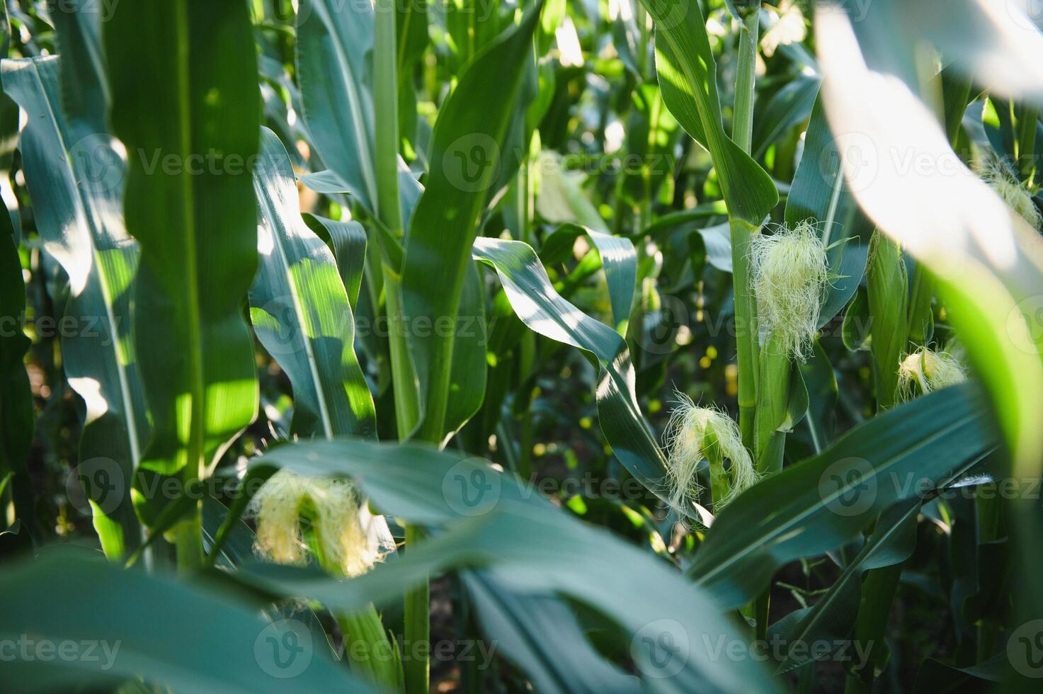 Green field of young corn under the sunlight photo