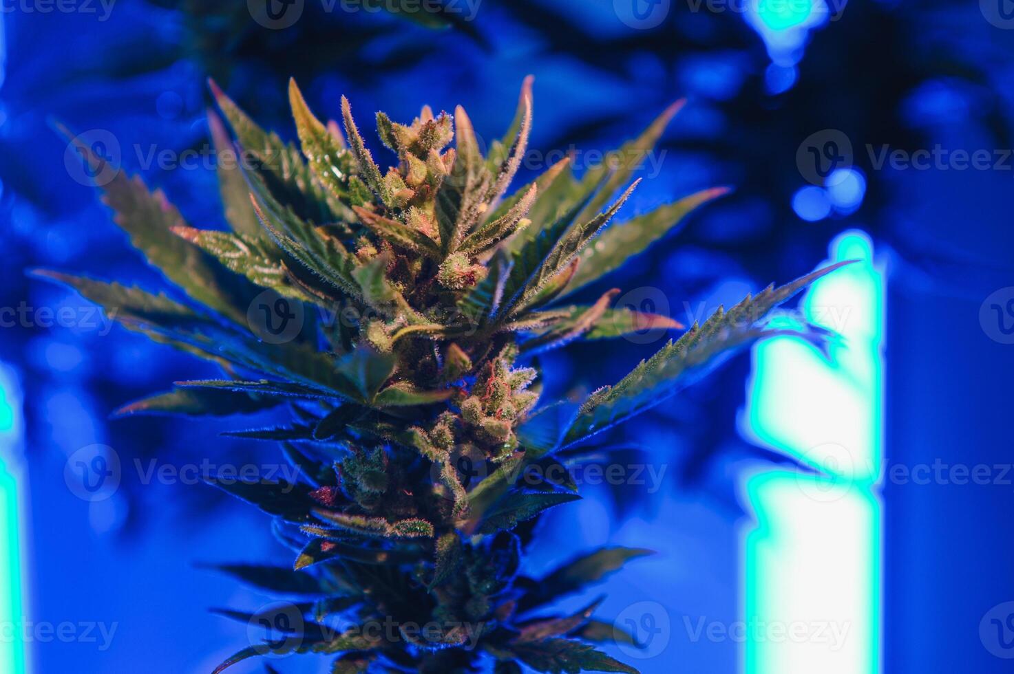 marijuana brote de cerca , marihuana macro foto