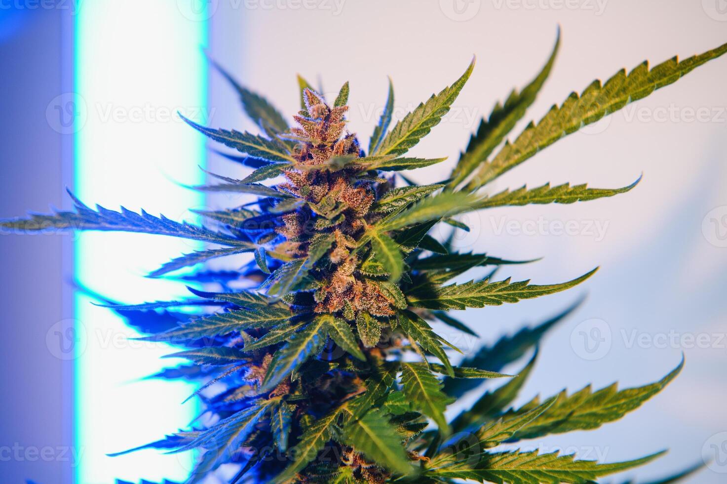 Background young shoots of marijuana in fantastic blue shades. Growing organic hemp on the farm. Wallpaper of marijuana. Legal hemp cultivation photo