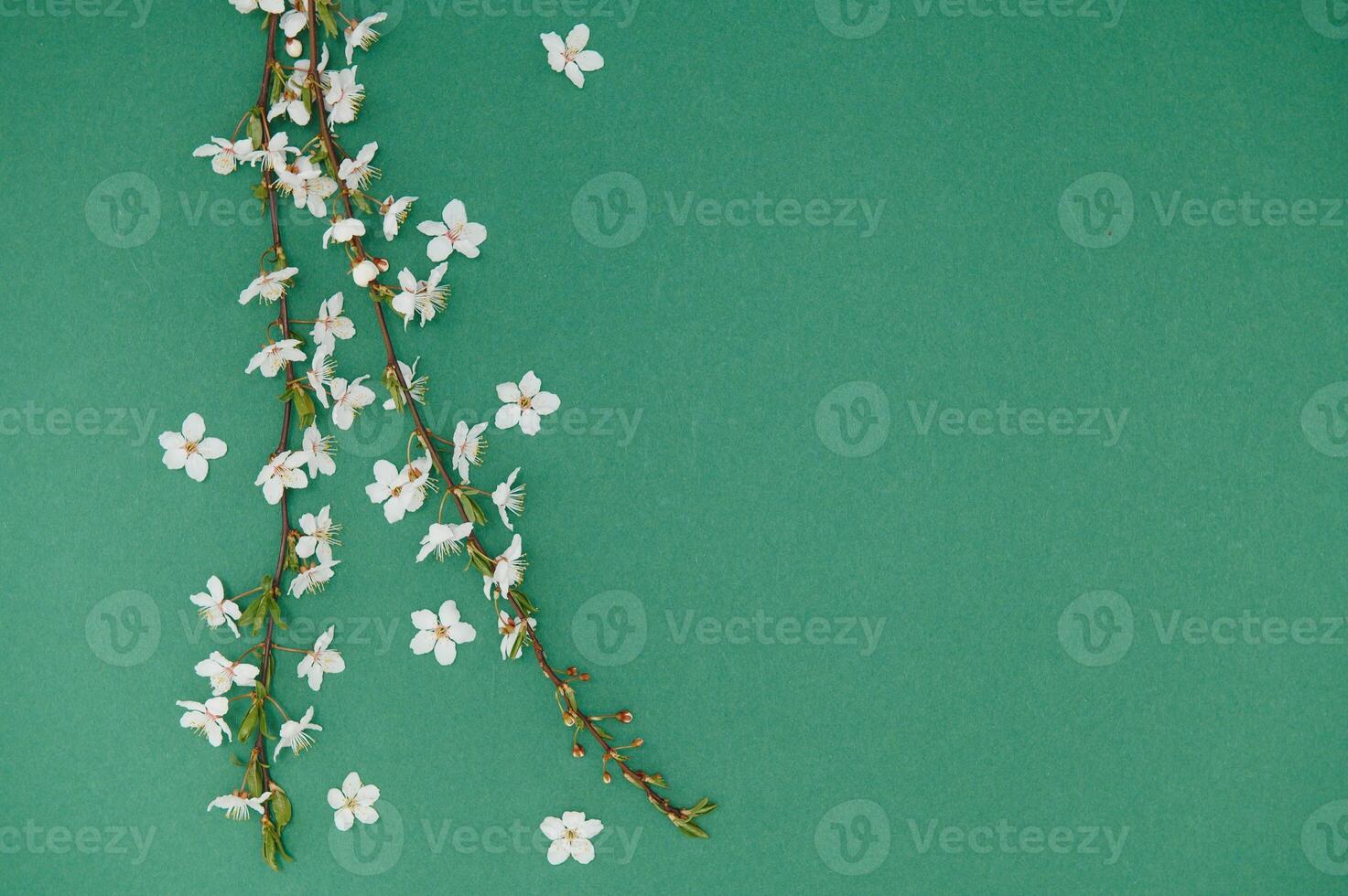 Spring background table. May flowers and April floral nature on green. For banner, branches of blossoming cherry against background. Dreamy romantic image, landscape panorama, copy space photo