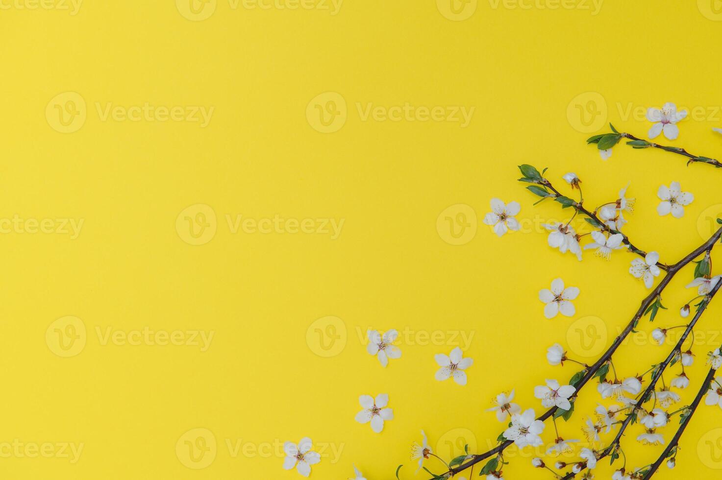 Cherry tree blossom. April floral nature and spring sakura blossom on colored background. Banner for 8 march, Happy Easter with place for text. Springtime concept. Top view. Flat lay photo