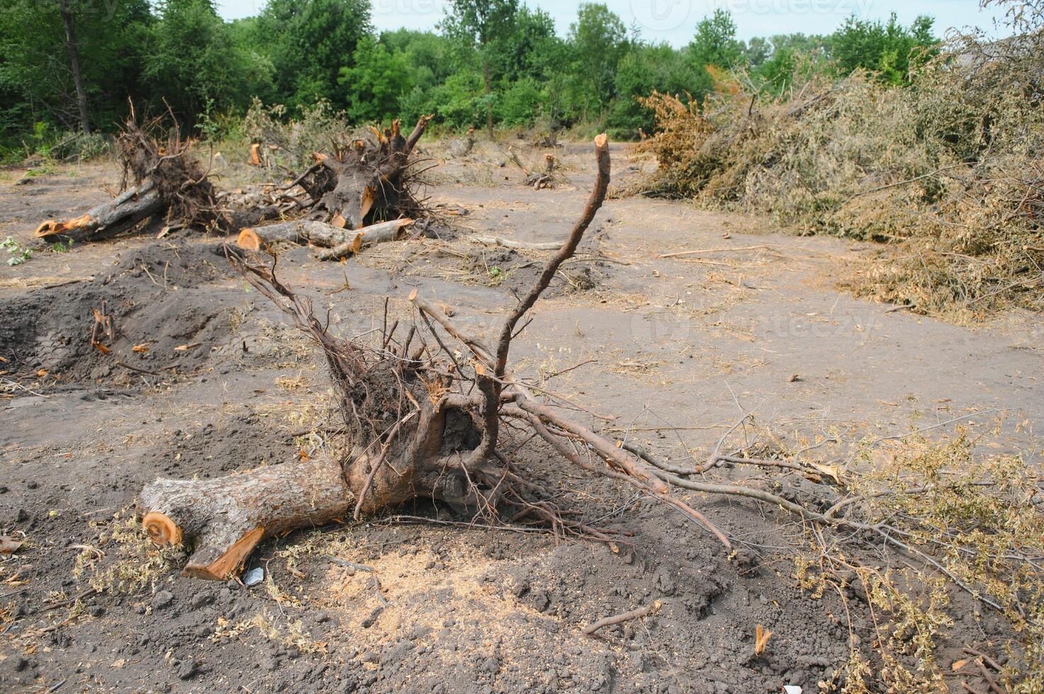 Deforestation, Destruction of Deciduous Forests. Damage to Nature. Europe photo