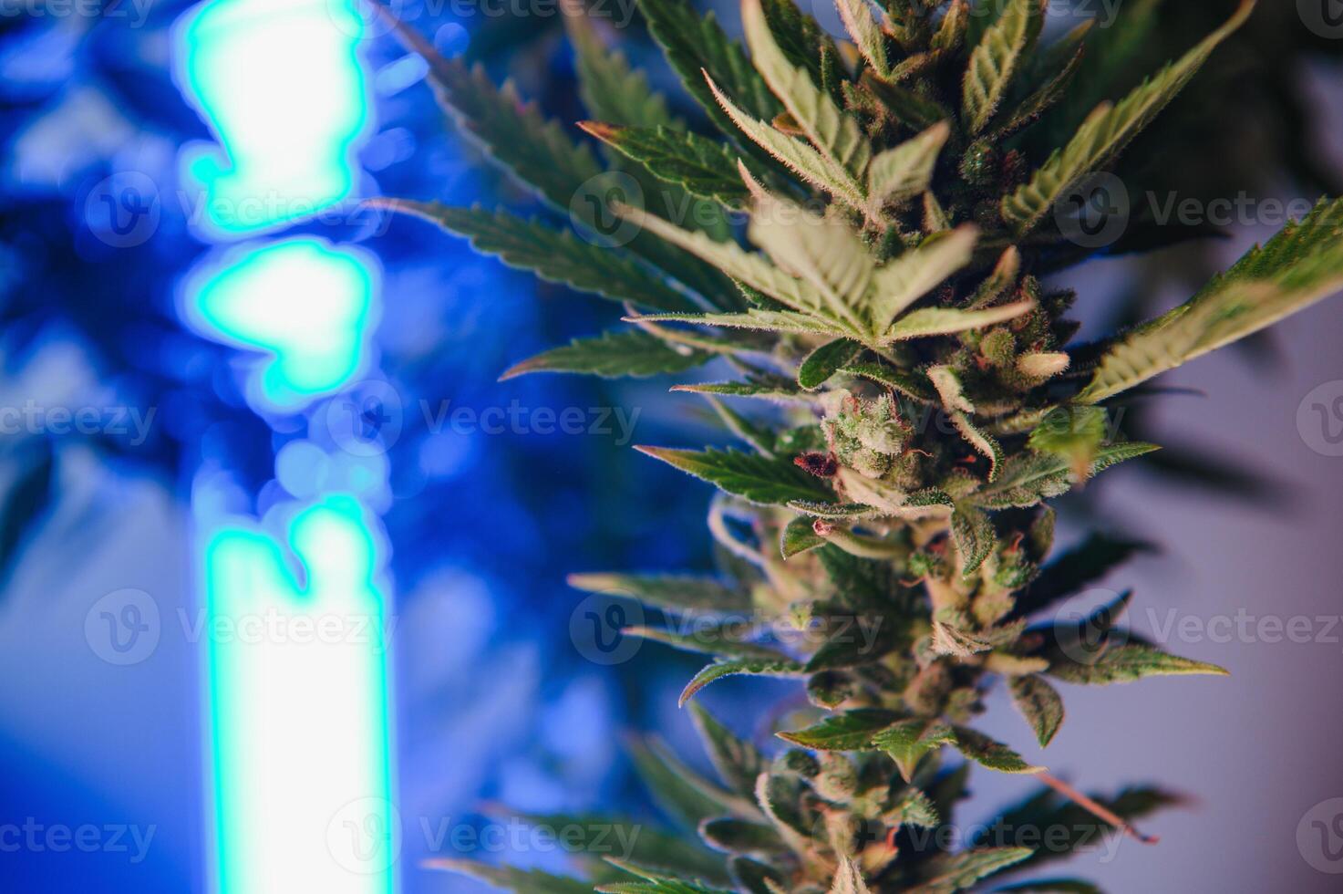 marijuana bud closeup , marihuana macro photo