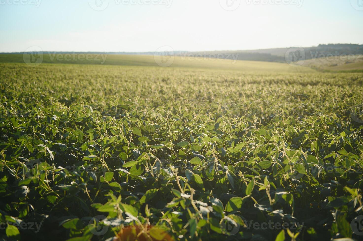 Dramatic landscape at sunset. Soybean lit by sunrays. Selective focus on detail. photo