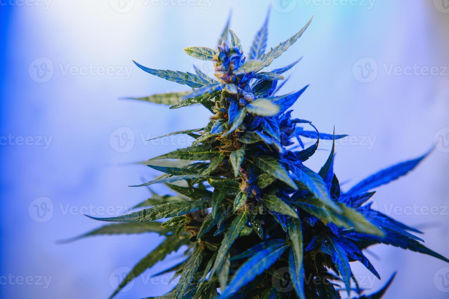 Cannabis Marijuana Leaf Background. Aesthetic beautiful medical marijuana leaves. Long banner with big purple cannabis leaf in colored light. Colorful hemp background photo