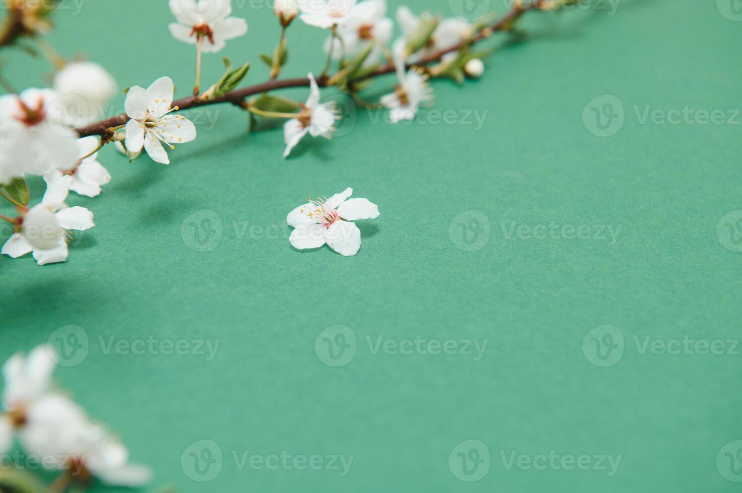 Spring cherry blossom, toned, springtime blossoming flower background, pastel and soft floral card photo