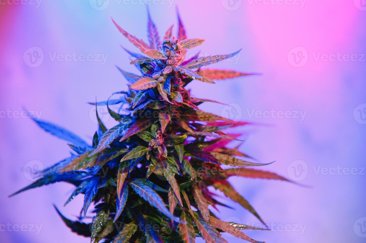 Deep purple Cannabis plant. Marijuana flower. Medical Marijuana in violet neon light on black background. Aesthetic beautiful cannabis hemp photo