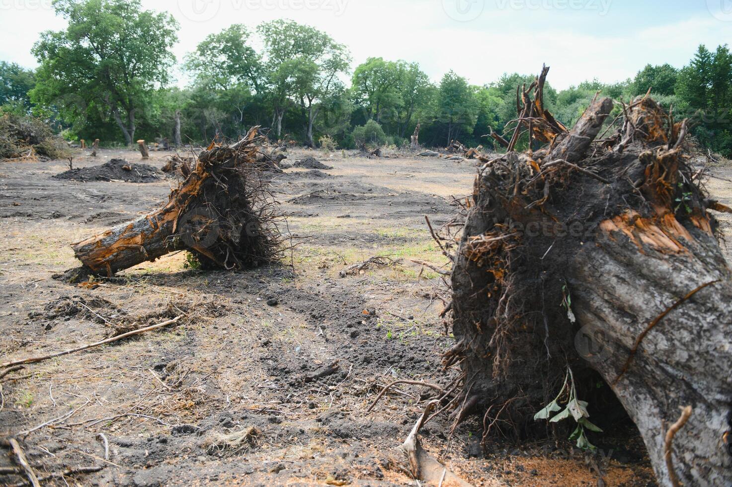 Deforestation environmental problem, rain forest destroyed for oil palm plantations photo