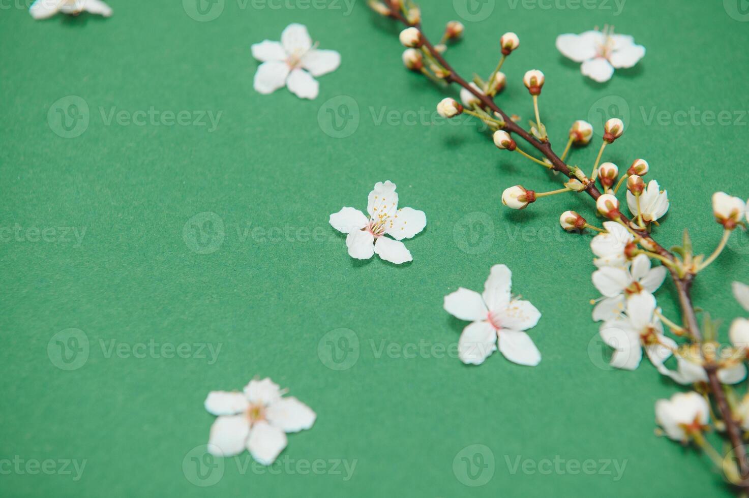 Spring background table. May flowers and April floral nature on green. For banner, branches of blossoming cherry against background. Dreamy romantic image, landscape panorama, copy space photo