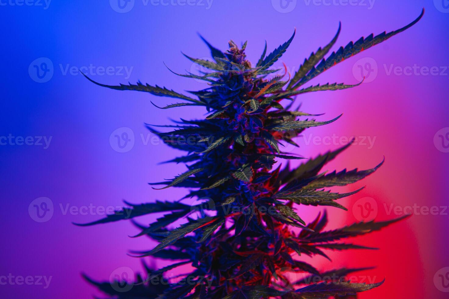 cannabis plant with big leaves and flowering bud. Medical Marijuana plant. Aesthetic look on agricultural strain of marijuana hemp photo