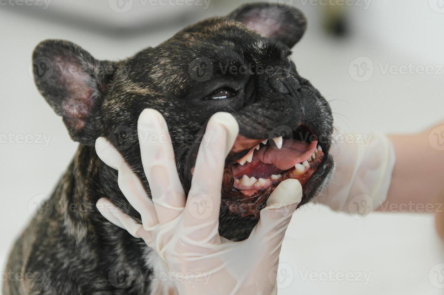 Veterinarian woman examines the dog and pet her. Animal healthcare hospital with professional pet help photo