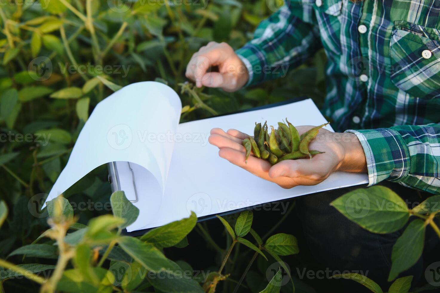 agrónomo inspecciona haba de soja cosecha en agrícola campo - agro concepto - granjero en haba de soja plantación en granja foto