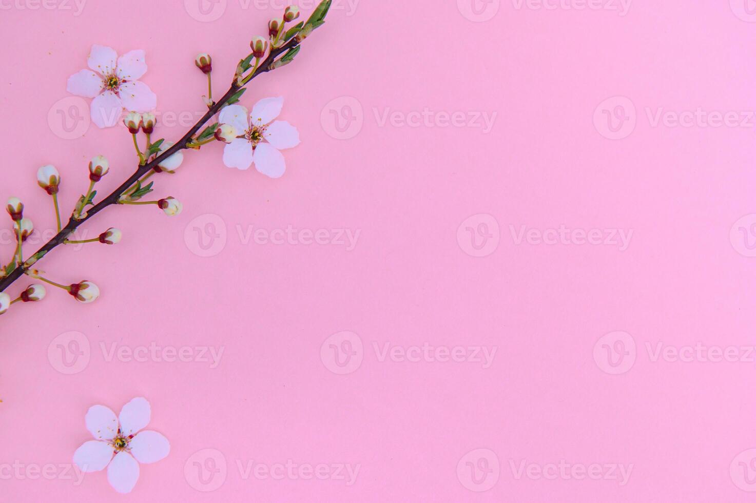 Spring background table. May flowers and April floral nature on green. For banner, branches of blossoming cherry against background. Dreamy romantic image, landscape panorama, copy space photo