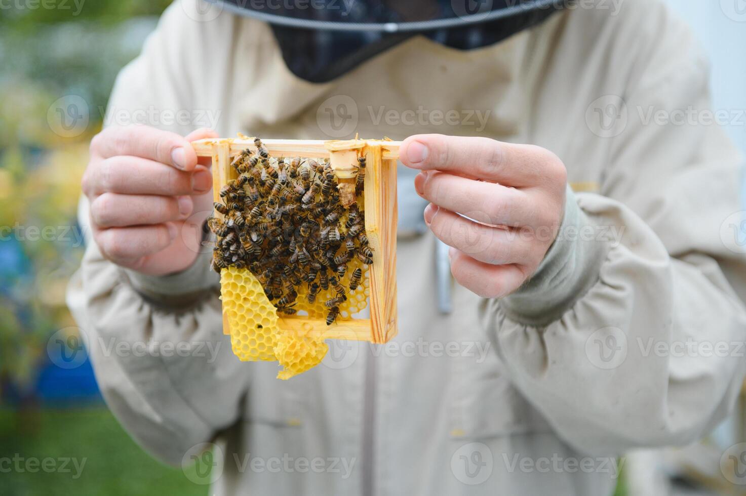 Beekeeper holding a small Nucleus with a young queen bee. Breeding of queen bees. Beeholes with honeycombs. Preparation for artificial insemination bees. Natural economy. Queen Bee Cages photo