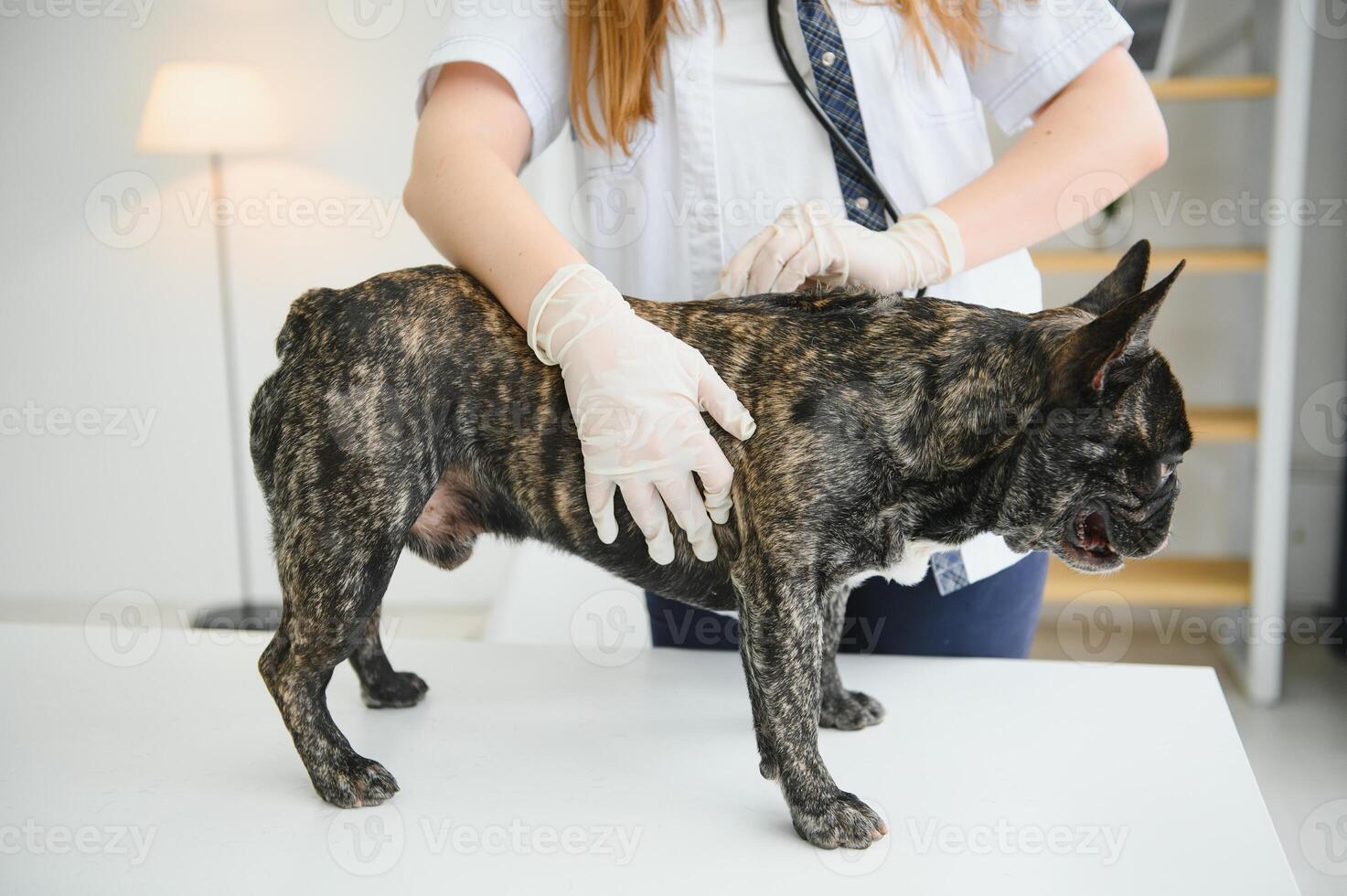 Veterinarian woman examines the dog and pet her. Animal healthcare hospital with professional pet help photo