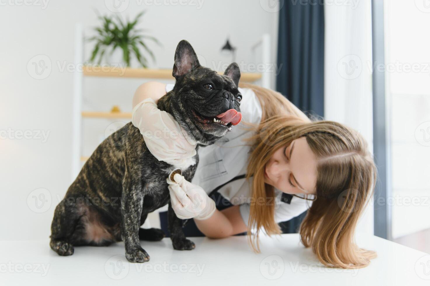 Female Vet Examining French Bulldog With Stethoscope. photo