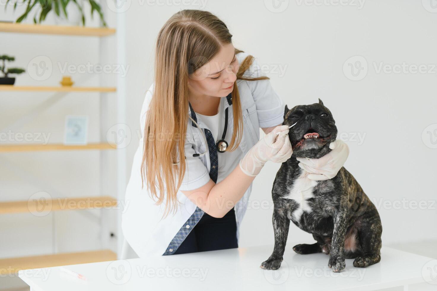 cheerful young veterinary taking care and examining a beautiful dog french bulldog photo