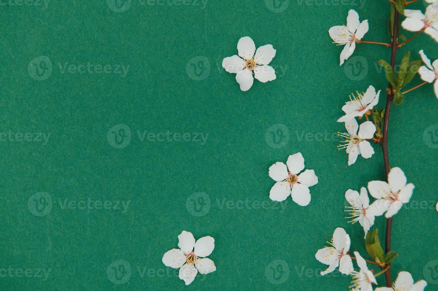 Spring background table. May flowers and April floral nature on green. For banner, branches of blossoming cherry against background. Dreamy romantic image, landscape panorama, copy space photo