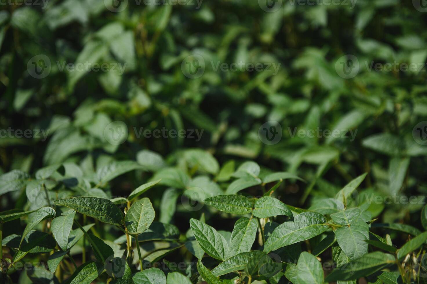 Soybean field, green field, agriculture landscape, field of soybean on a sunset sky background photo