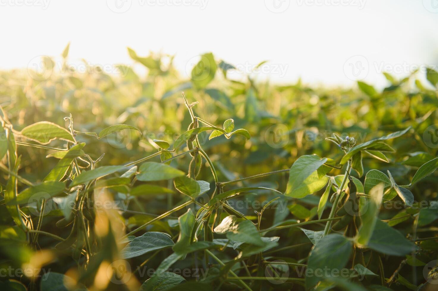 Soybean field, green field, agriculture landscape, field of soybean on a sunset sky background photo