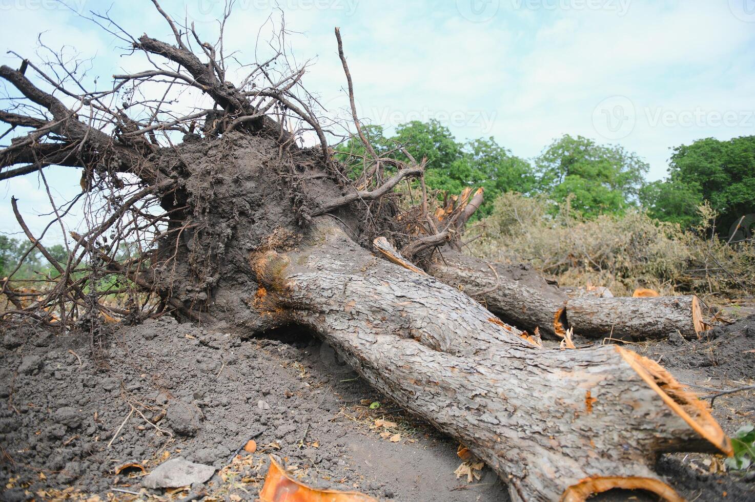 Deforestation environmental problem, rain forest destroyed for oil palm plantations photo