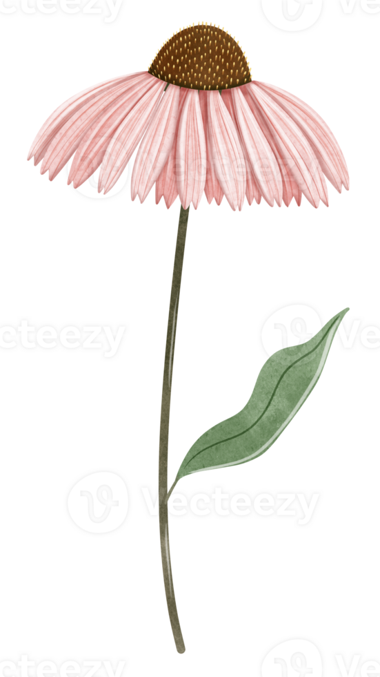 Hand draw corn flower, Echinacea png