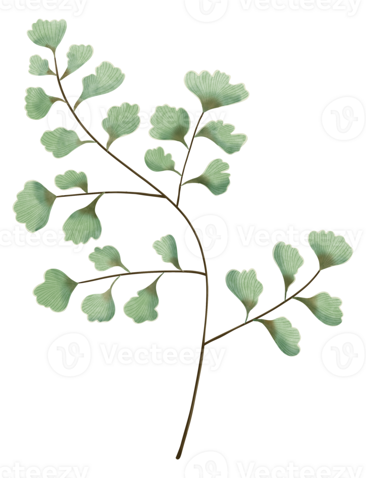 hand draw fern leaf branch png