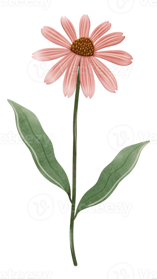 Hand draw corn flower, Echinacea png