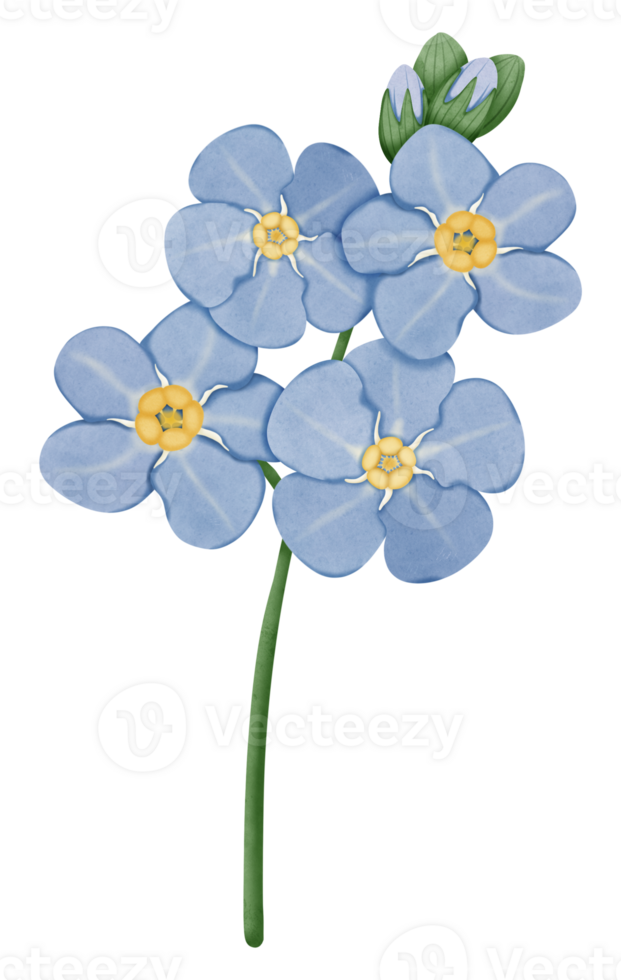 Hand draw Forget Me Not, blue flower png